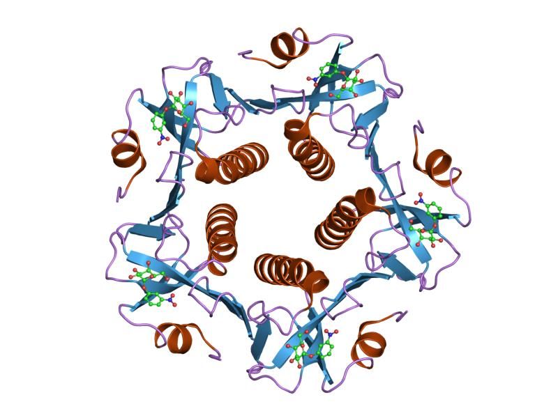 File:PDB 1eei EBI.jpg