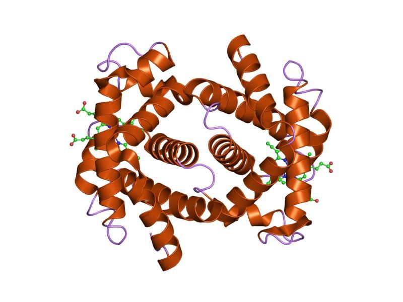 File:PDB 2hbd EBI.jpg