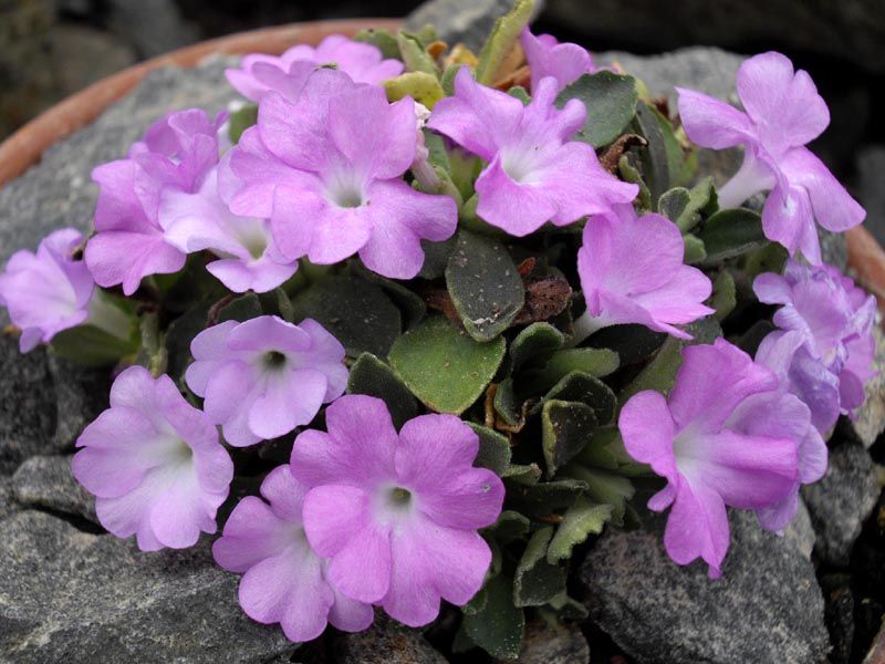 File:Primula allionii HNG12 4.JPG