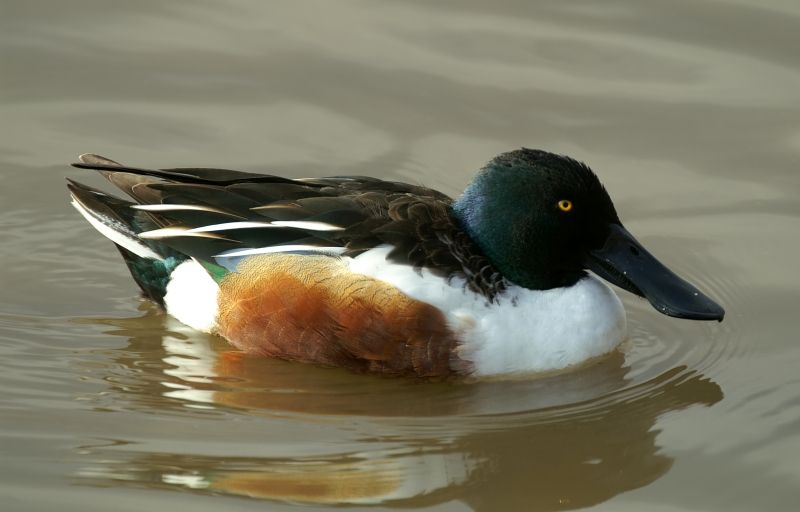 File:Shoveler (Anas clypeata) (8).JPG