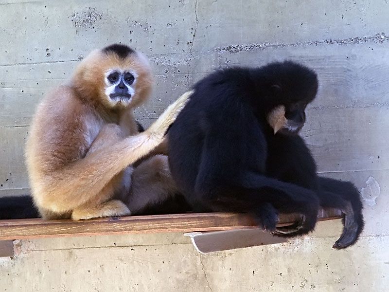 File:Southern white-cheeked gibbon.jpg