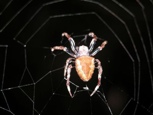 File:Spider01.jpg