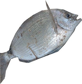 File:Spottail Pinfish fishing.jpg