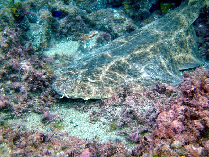 File:Squatina squatina lanzarote.jpg