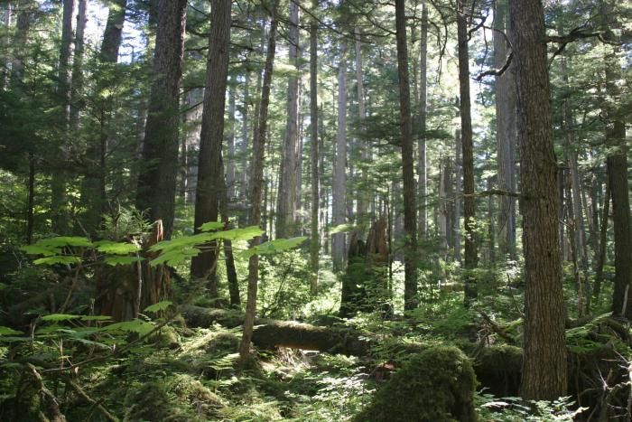 File:Tongass national forest juneau img 7501.jpg