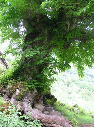 File:Wych elm.jpg