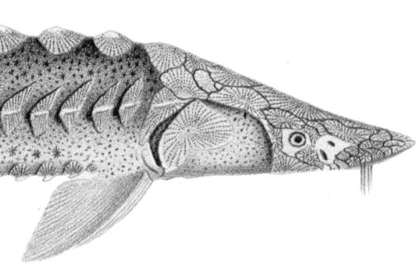 File:Acipenser medirostris Head.jpg