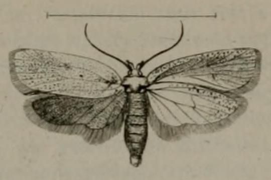 File:Agonopterix comitella.JPG