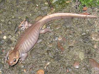 File:Ambystoma gracile.jpg