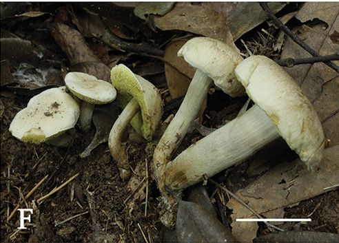 File:Aureoboletus (10.3897-mycokeys.61.47520) Figure 2F.jpg