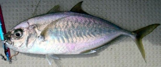 File:Barcheek trevally fiji.jpg