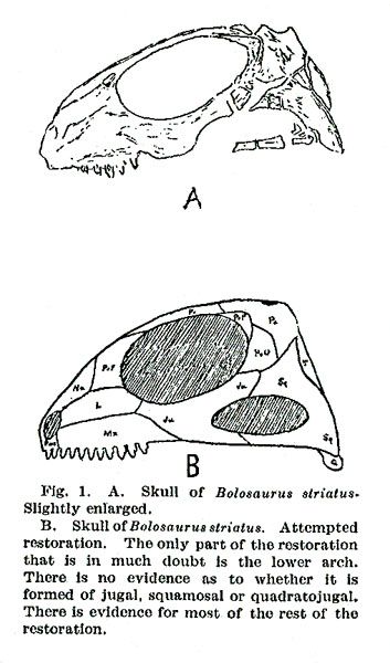 Bolosauruskull