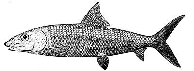 File:Bonefish.png