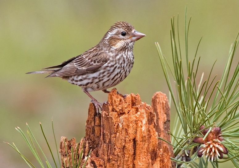 File:Cassin's Finch (female).jpg