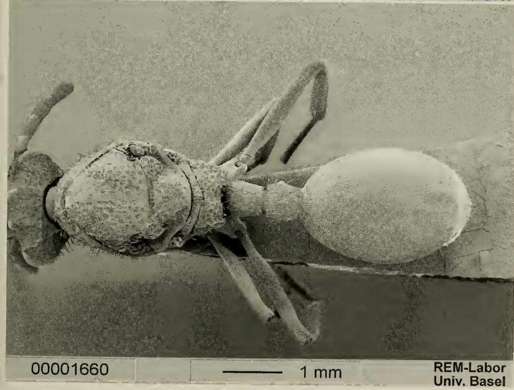 File:Cephalotes oculatus.png