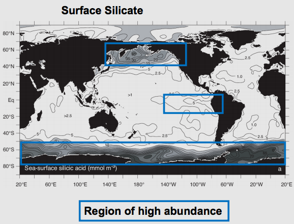 File:Diatoms+Abundance.png