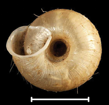 File:Endothyrella plectostoma shell 3.png