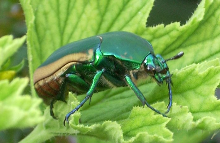 File:Green fruit beetle geranium closeup.jpg