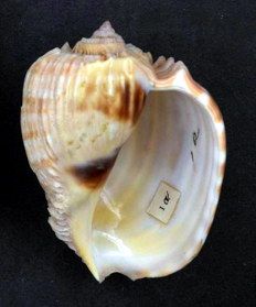 File:Harpa costata 001.jpg