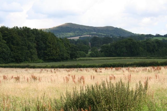 File:Hay Meadow - geograph.org.uk - 513892.jpg