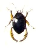 Illustration of Hyphydrus ovatus from Calwer's Käferbuch, Table 8