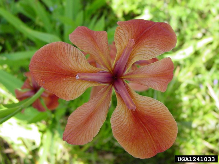 File:Iris Fulva.jpg