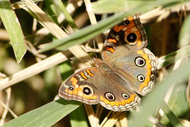 File:Junonia genoveva - inat 37470385.jpg