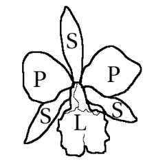 File:Labelle orchidee.png