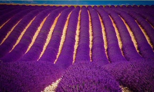 File:Lavender fields in India.jpg