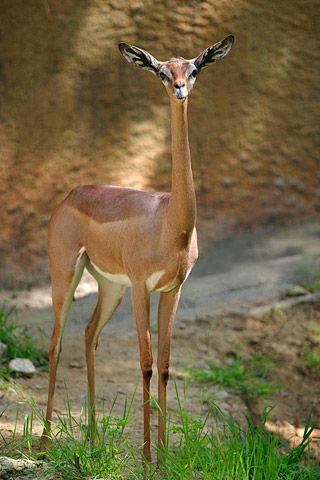 File:Lightmatter gerenuk.jpg