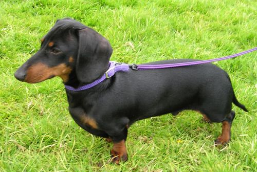 File:MiniDachshund1 wb.jpg