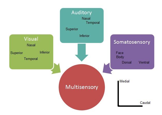 File:Multisensory.jpg