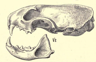 File:Mustelatropicalisskull.png