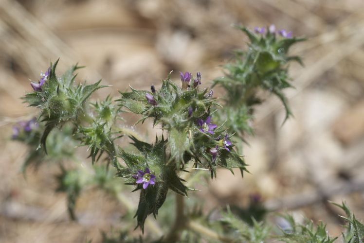 File:Navarretia atractyloides.jpg