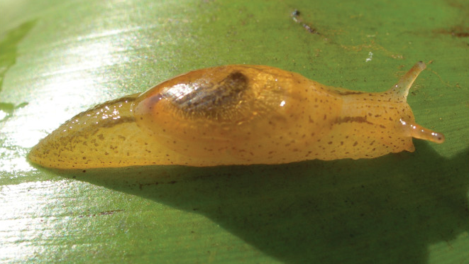 File:Omalonyx convexus.png