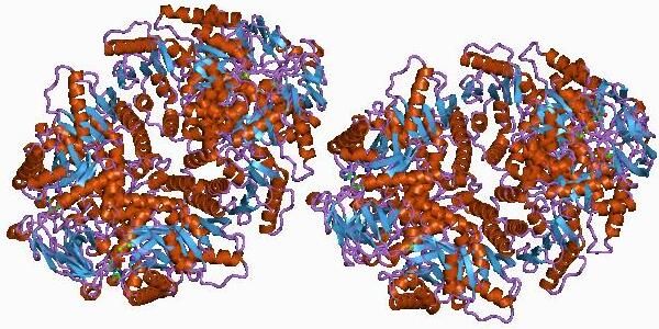 File:PDB 1a49 EBI.jpg