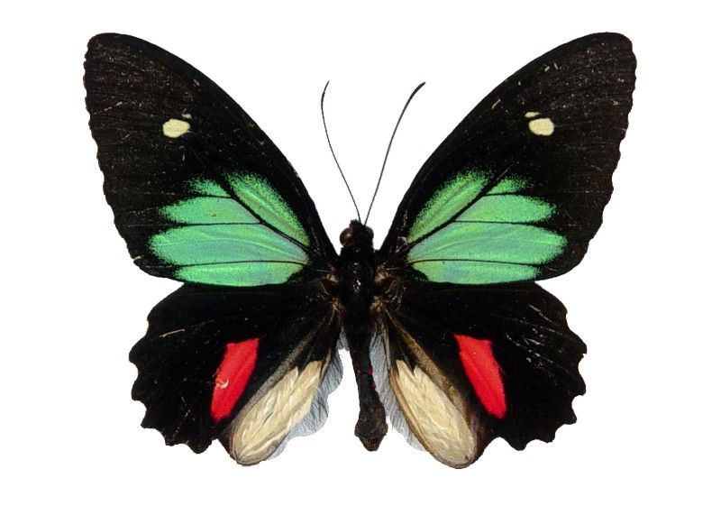 File:Parides Childrenae.JPG