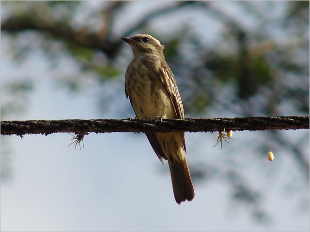 File:Piratic flycatcher.jpg