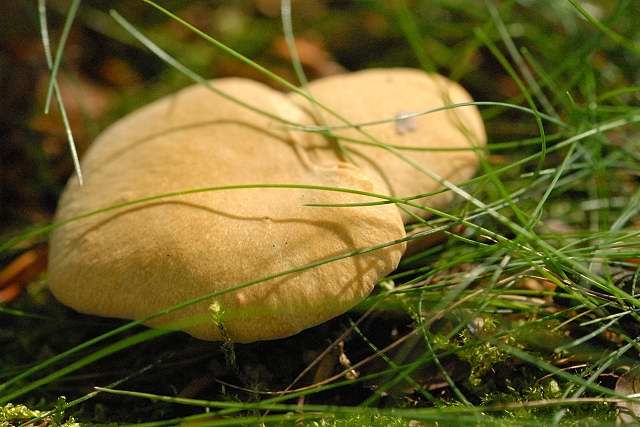 File:Polyporus.leptocephalus.-.lindsey.jpg