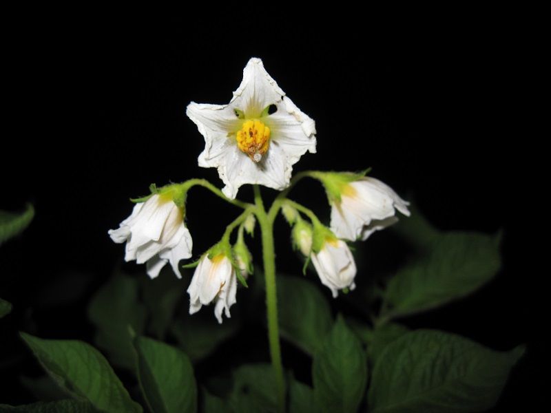 File:Potato flowers-red norland.jpg