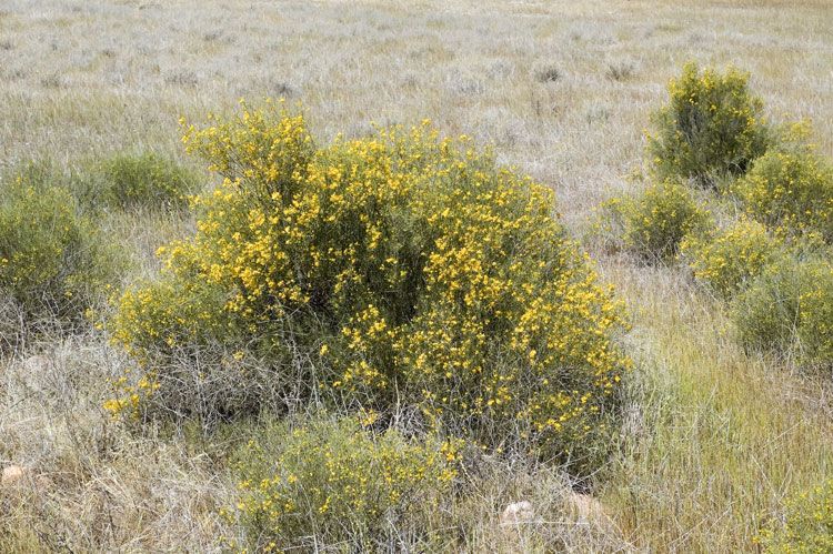 File:Senna circinnata habit.jpg