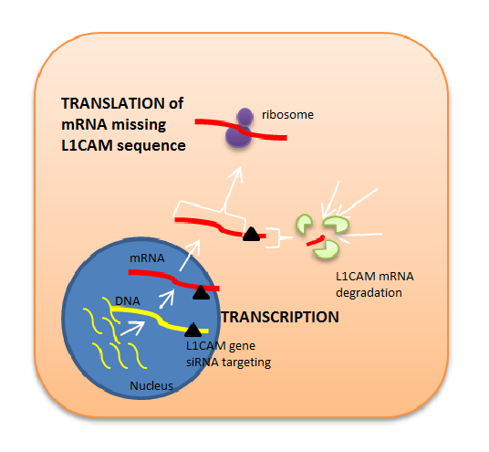 File:SiRNA-L1CAM.png