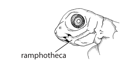 File:W1. Ramphothecae appear (S01a).png