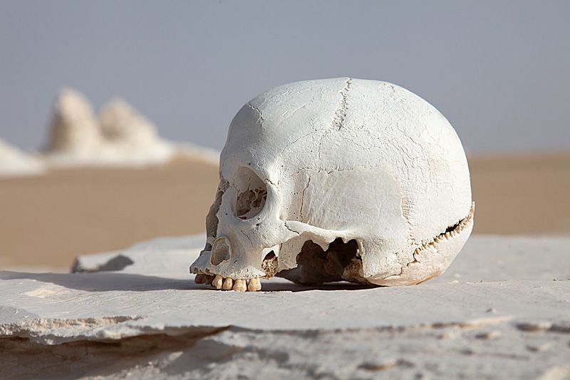 File:WhiteDesertSkull.jpg