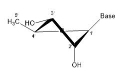 File:3' endo 2' exo.jpg