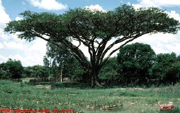 File:Acacia sieberiana 2.jpg