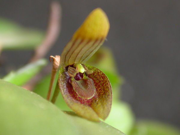 File:Acianthera serpentula.jpg