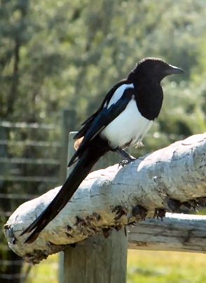 File:Black-billed Magpie.png