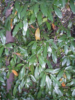 File:Croton verreauxii Eastwood.JPG