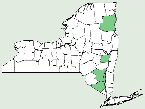 File:Echinacea purpurea NY-dist-map.png